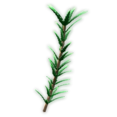 Rosemary — Grow A Garden Crops